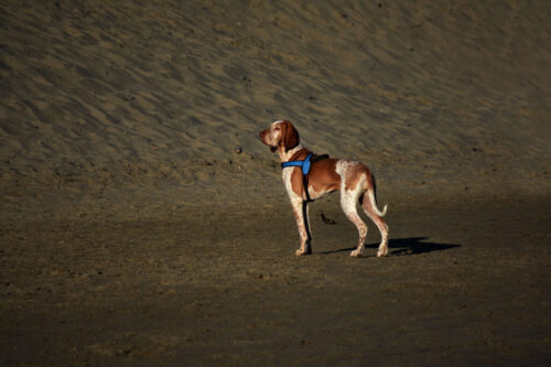 cane in spiaggia
